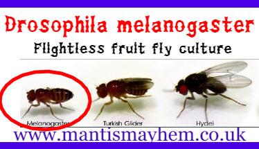 16 oz / 500 ml fruit fly cultures