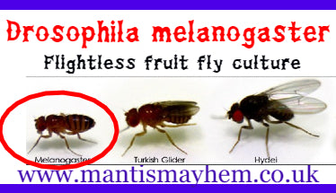  TruBlu Supply Mantis Man Live Fresh Fruit Fly Culture  (Drosophila Hydei) - Praying Mantis Mantid Frog Lizard Food - 32oz Cup :  Pet Supplies