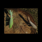 Rhombodera megaera - Giant Thai Shield Mantis