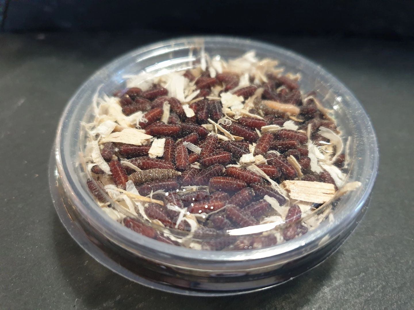 Green, Blue Bottle Fly Pupae