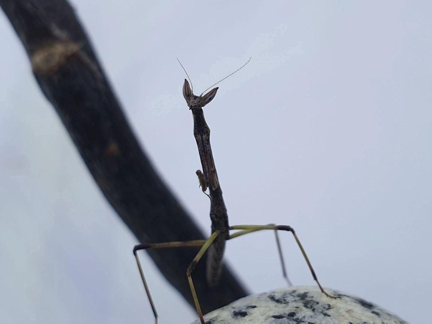 Heterochaeta orientalis - Cats eyed mantis