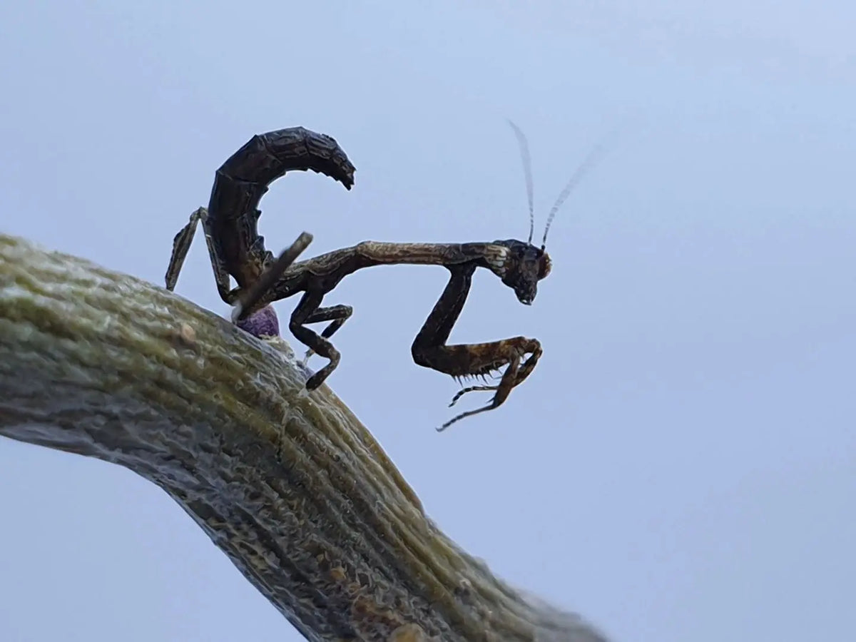 buy praying mantis UK Popa spurca - African twig mantis praying mantis ...