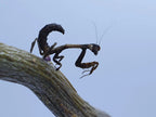 Popa spurca - African twig mantis