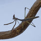 Heterochaeta orientalis - Cats eyed mantis