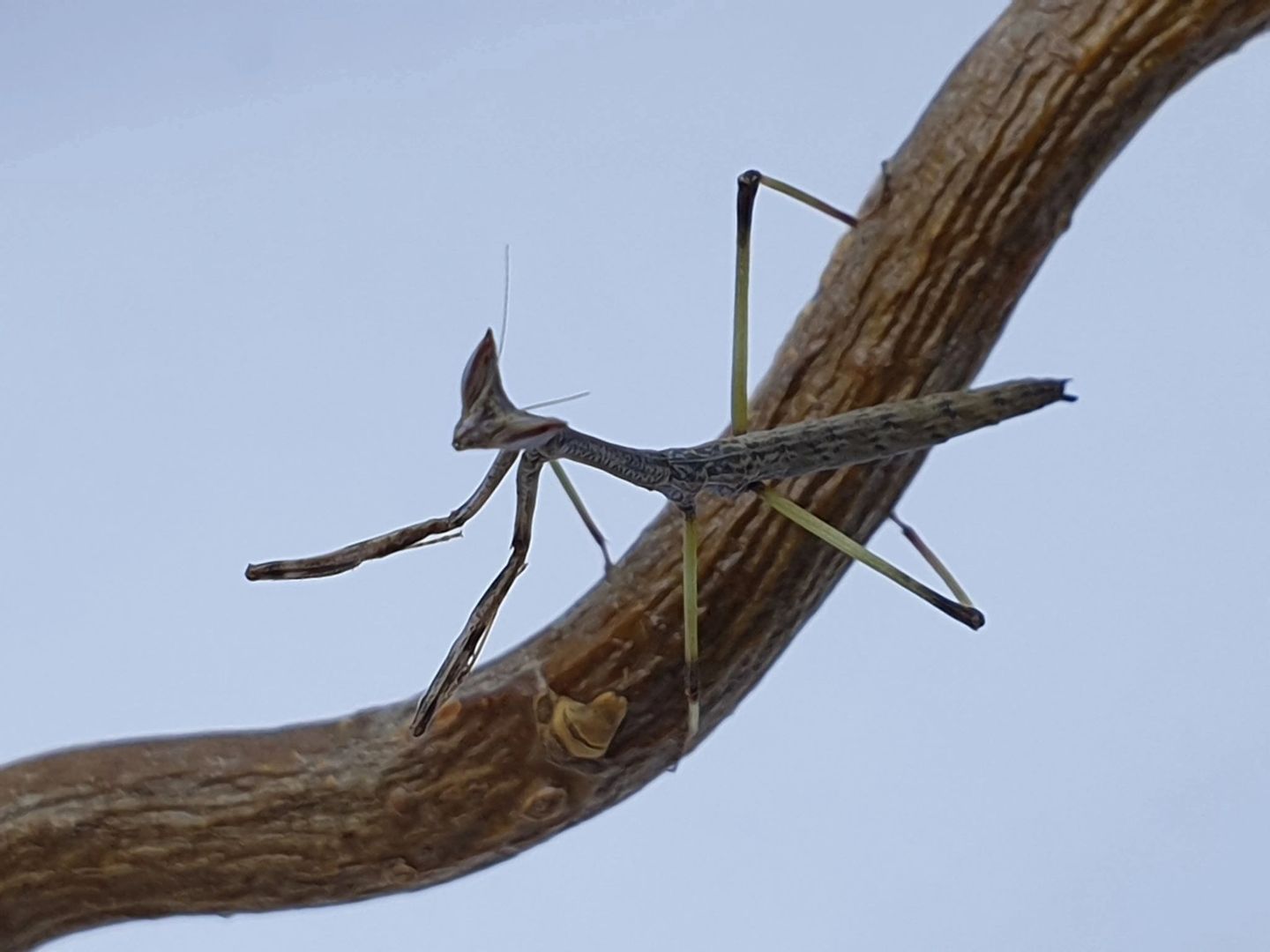 Heterochaeta orientalis - Cats eyed mantis