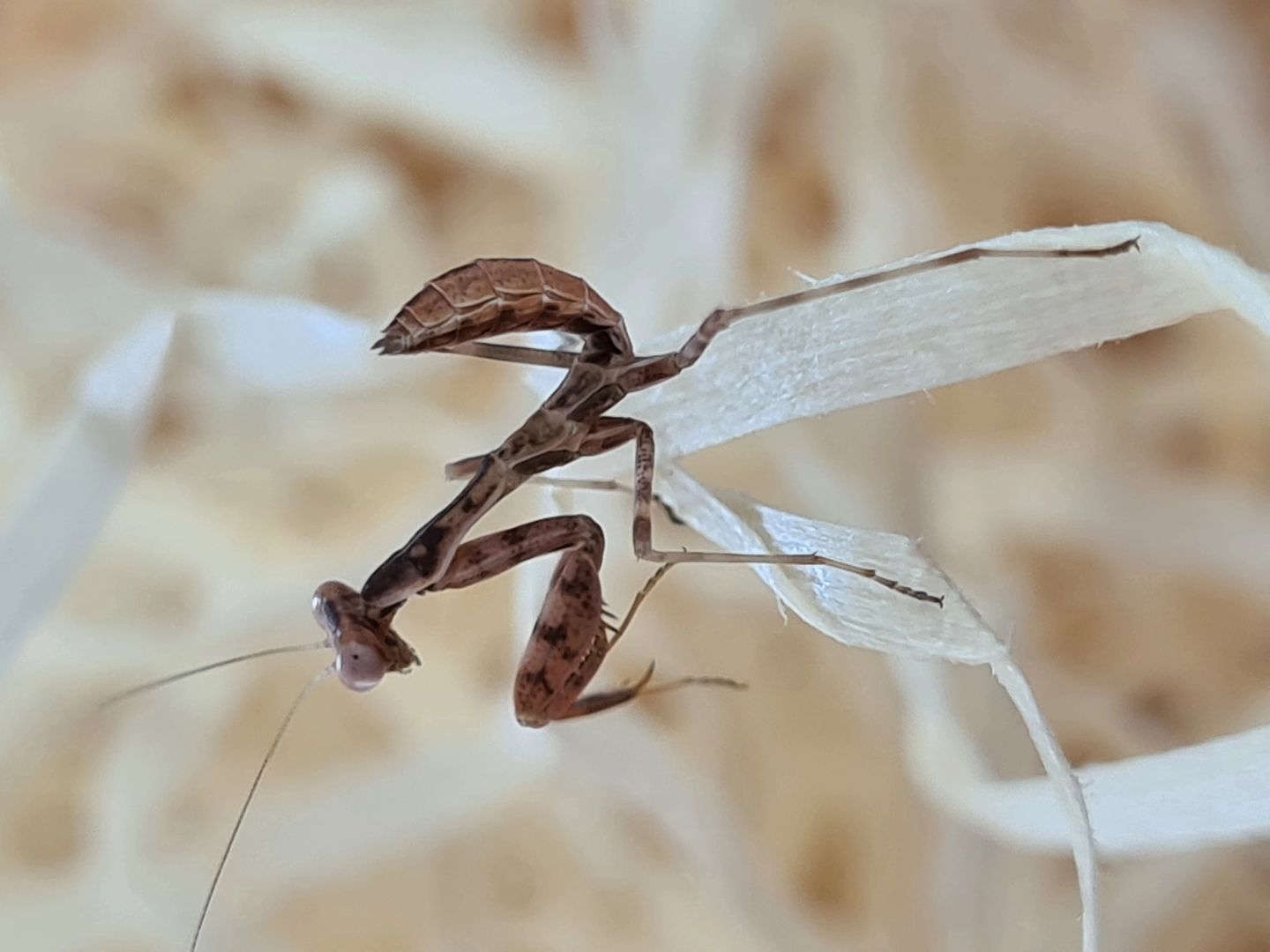Cilnia humeralis - wide-armed mantis