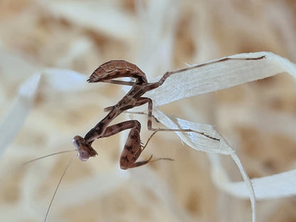 Cilnia humeralis - wide-armed mantis