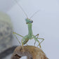 Polyspilota aeruginosa - Madagascan marbled mantis