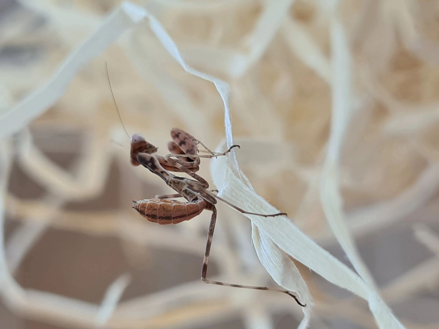 Cilnia humeralis - wide-armed mantis