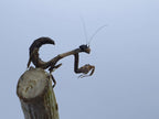 Popa spurca - African twig mantis