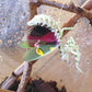 Creobroter urbanus - Malaysian Flower Mantis