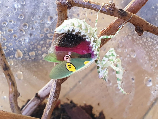 Creobroter urbanus - Malaysian Flower Mantis