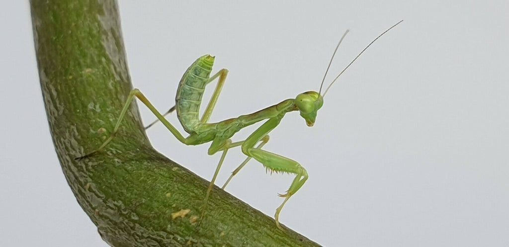 Giant African Mantis - Sphodromantis sp