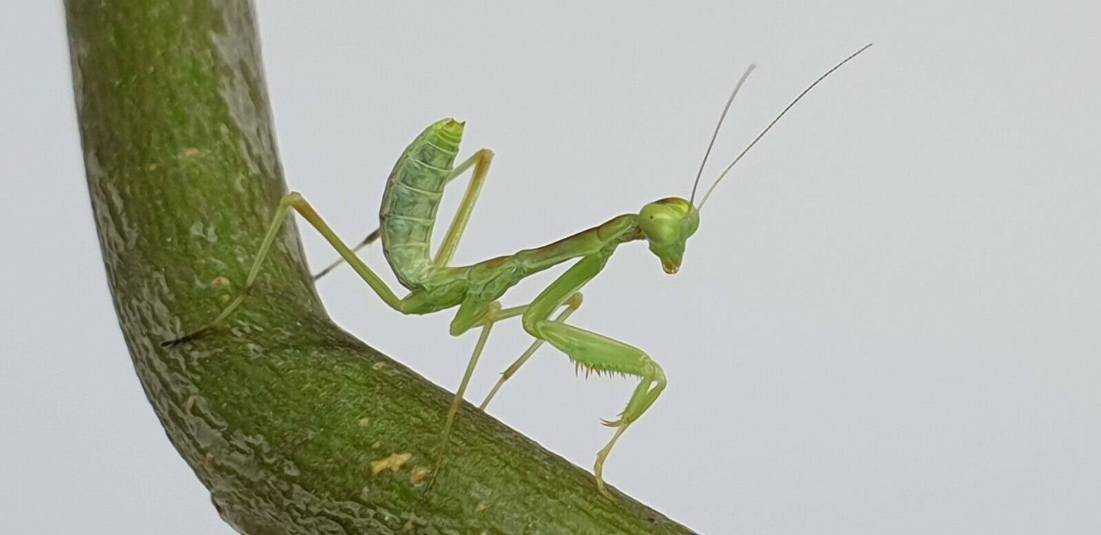 Giant African Mantis - Sphodromantis sp