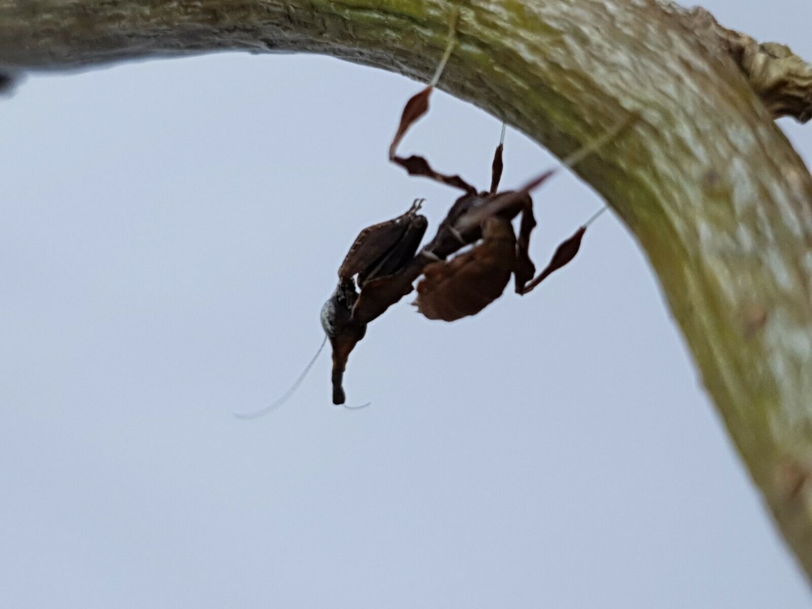 Phyllocrania paradoxa - Ghost mantis